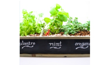 Plant Nite: Herb Garden in Chalkboard Planter